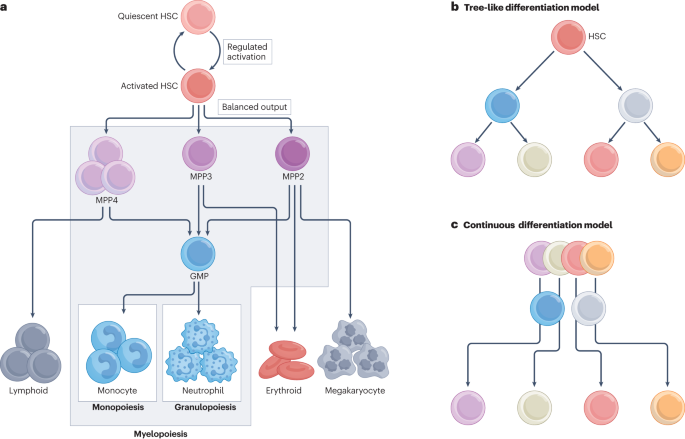 Made to order: emergency myelopoiesis and demand-adapted innate immune cell production