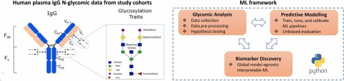 Machine learning framework to extract the biomarker potential of plasma IgG N-glycans towards disease risk stratification