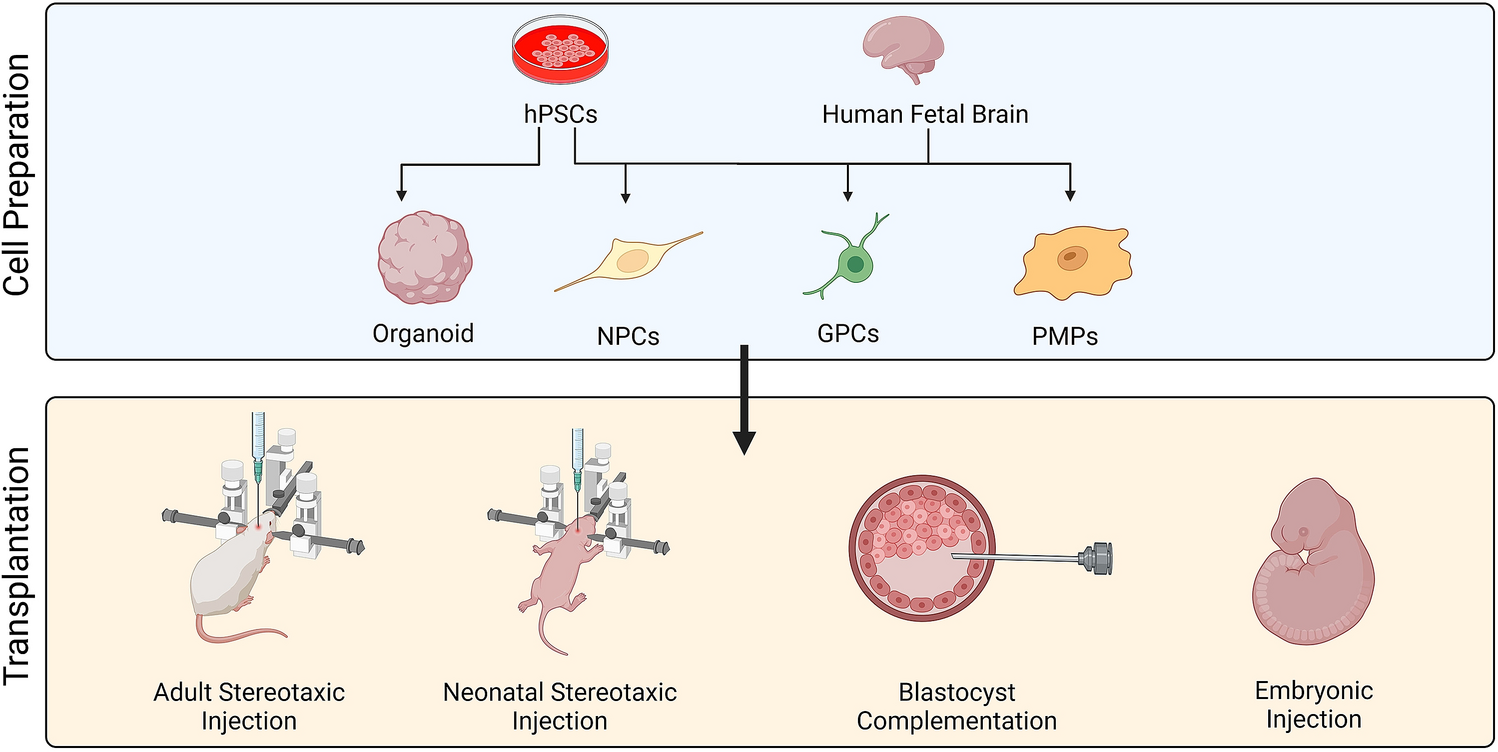 Emerging Human Pluripotent Stem Cell-Based Human–Animal Brain Chimeras for Advancing Disease Modeling and Cell Therapy for Neurological Disorders