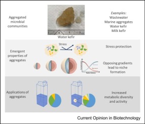 Spatially structured microbial consortia and their role in food fermentations