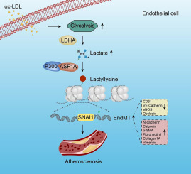 ASF1A-dependent P300-mediated histone H3 lysine 18 lactylation promotes atherosclerosis by regulating EndMT