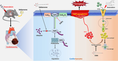 Idebenone alleviates doxorubicin-induced cardiotoxicity by stabilizing FSP1 to inhibit ferroptosis