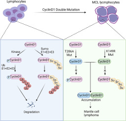 Disruption of cyclin D1 degradation leads to the development of mantle cell lymphoma