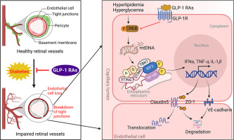 Glucagon-like peptide-1 receptor agonists rescued diabetic vascular endothelial damage through suppression of aberrant STING signaling