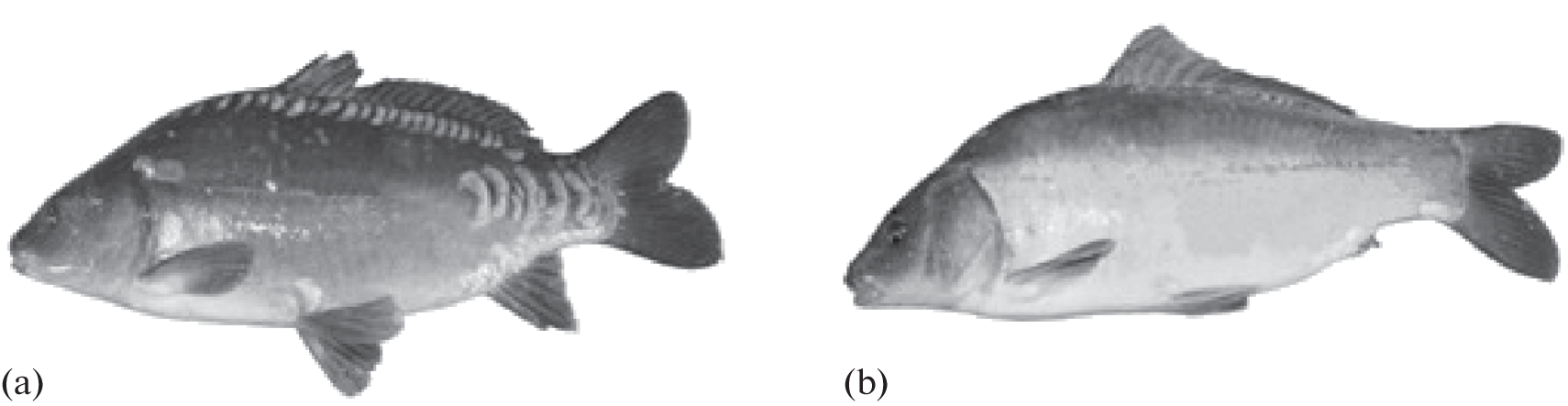 On the Disappearance of the Pleiotropic Effect of the N Gene of the Scale Cover in Carp (Сyprinus carpio L.)