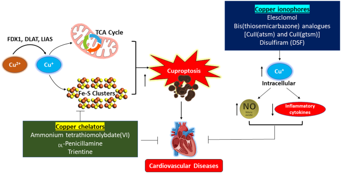 Copper’s dual role: unravelling the link between copper homeostasis, cuproptosis, and cardiovascular diseases