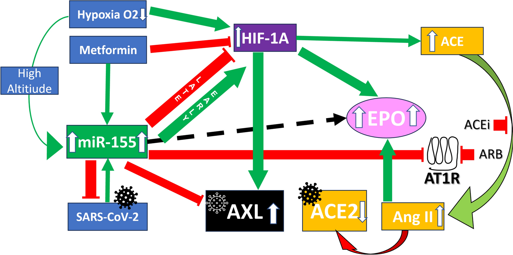 Anexelekto (AXL) no more: microRNA-155 (miR-155) controls the “Uncontrolled” in SARS-CoV-2