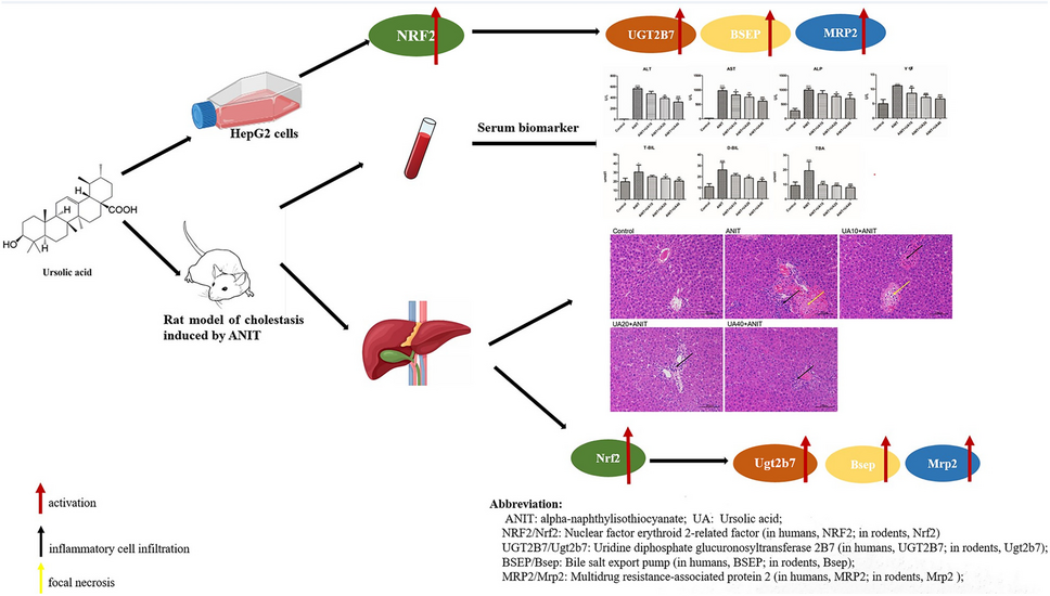 Ursolic acid attenuates cholestasis through NRF2-mediated regulation of UGT2B7 and BSEP/MRP2
