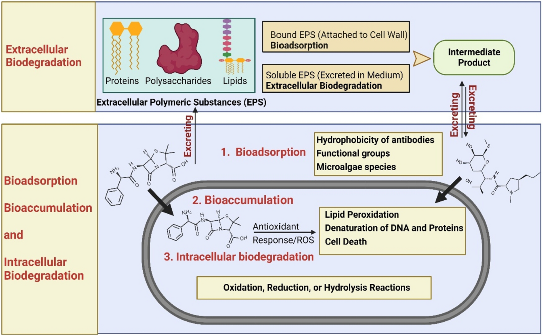 Algae-Mediated Removal of Prevalent Genotoxic Antibiotics: Molecular Perspective on Algae-Bacteria Consortia and Bioreactor-Based Strategies