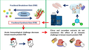 Effect of an immune challenge and two feed supplements on broiler chicken individual breast muscle protein synthesis rate