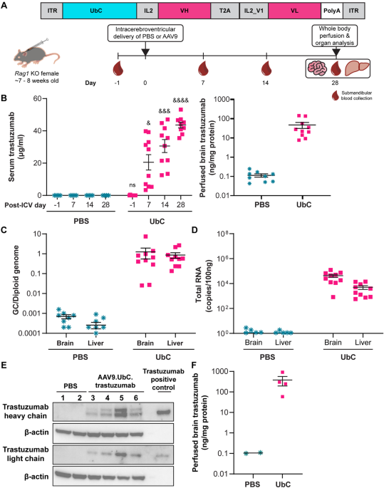 Adeno-associated virus-mediated trastuzumab delivery to the central nervous system for human epidermal growth factor receptor 2+ brain metastasis