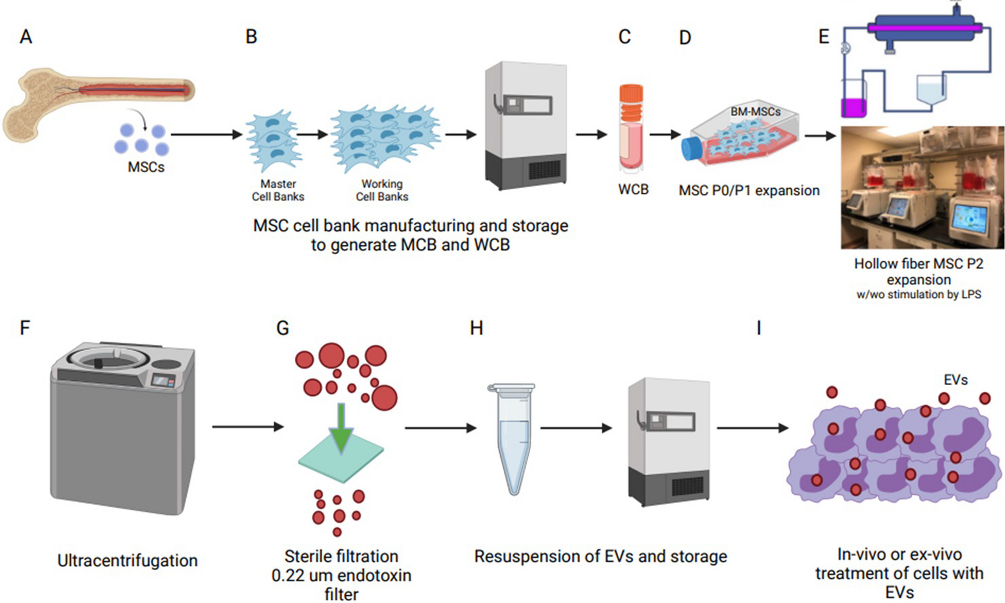 Large-scale bioreactor production of extracellular vesicles from mesenchymal stromal cells for treatment of acute radiation syndrome