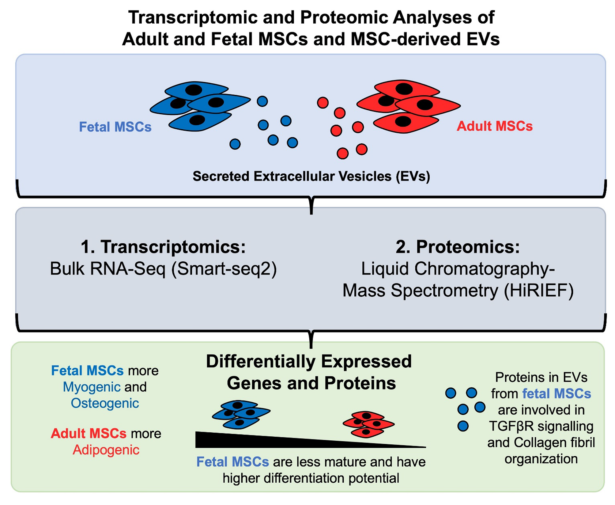 Transcriptomic and proteomic profiles of fetal versus adult mesenchymal stromal cells and mesenchymal stromal cell-derived extracellular vesicles
