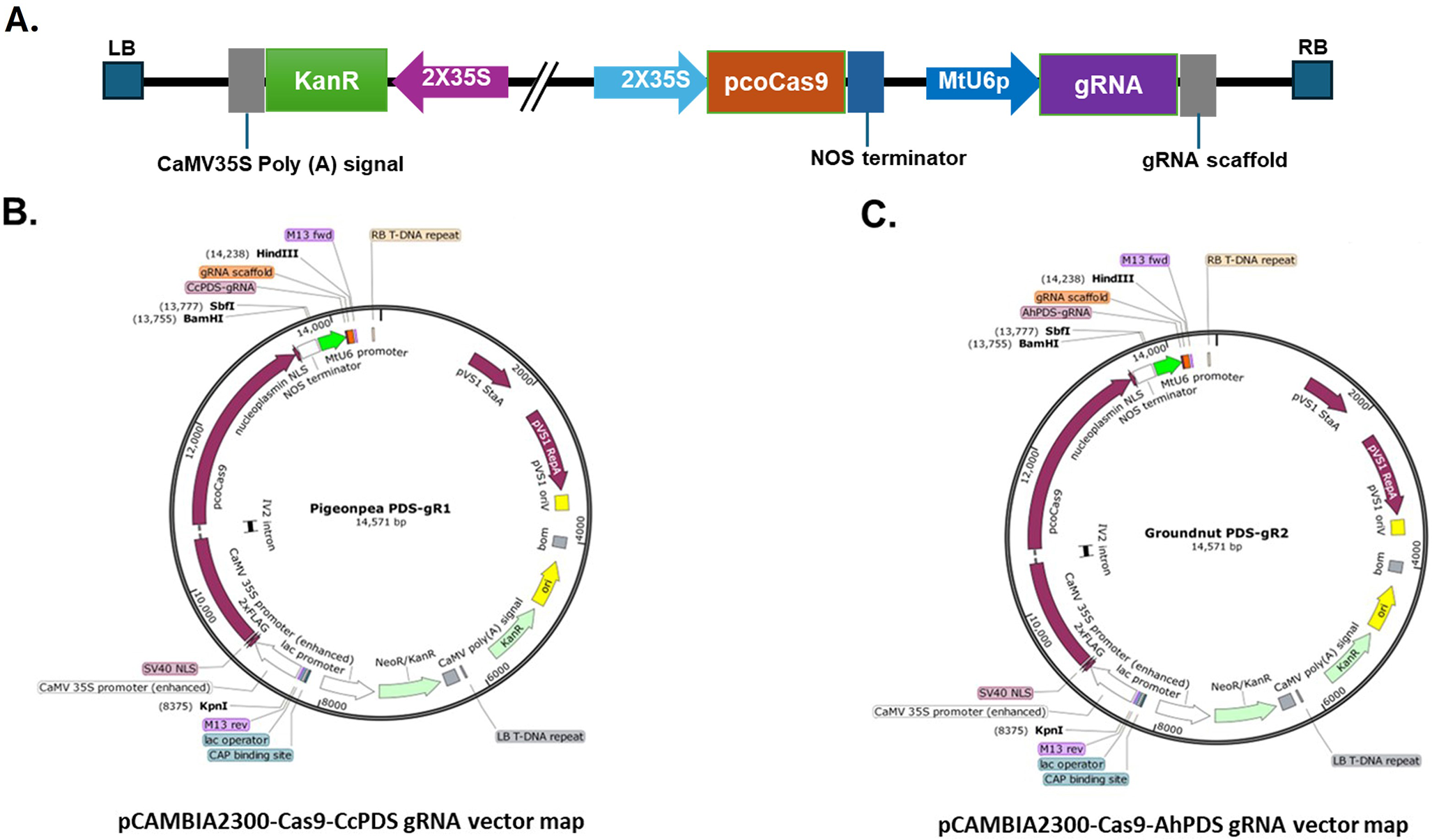 CRISPR/Cas9-mediated mutagenesis of phytoene desaturase in pigeonpea and groundnut