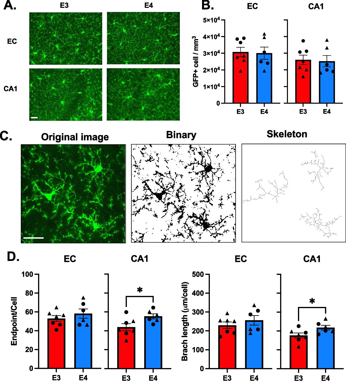 APOE4 genotype and aging impair injury-induced microglial behavior in brain slices, including toward Aβ, through P2RY12
