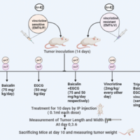 Study of the antitumor activity of the combination baicalin and epigallocatechin gallate in a murine model of vincristine-resistant breast cancer