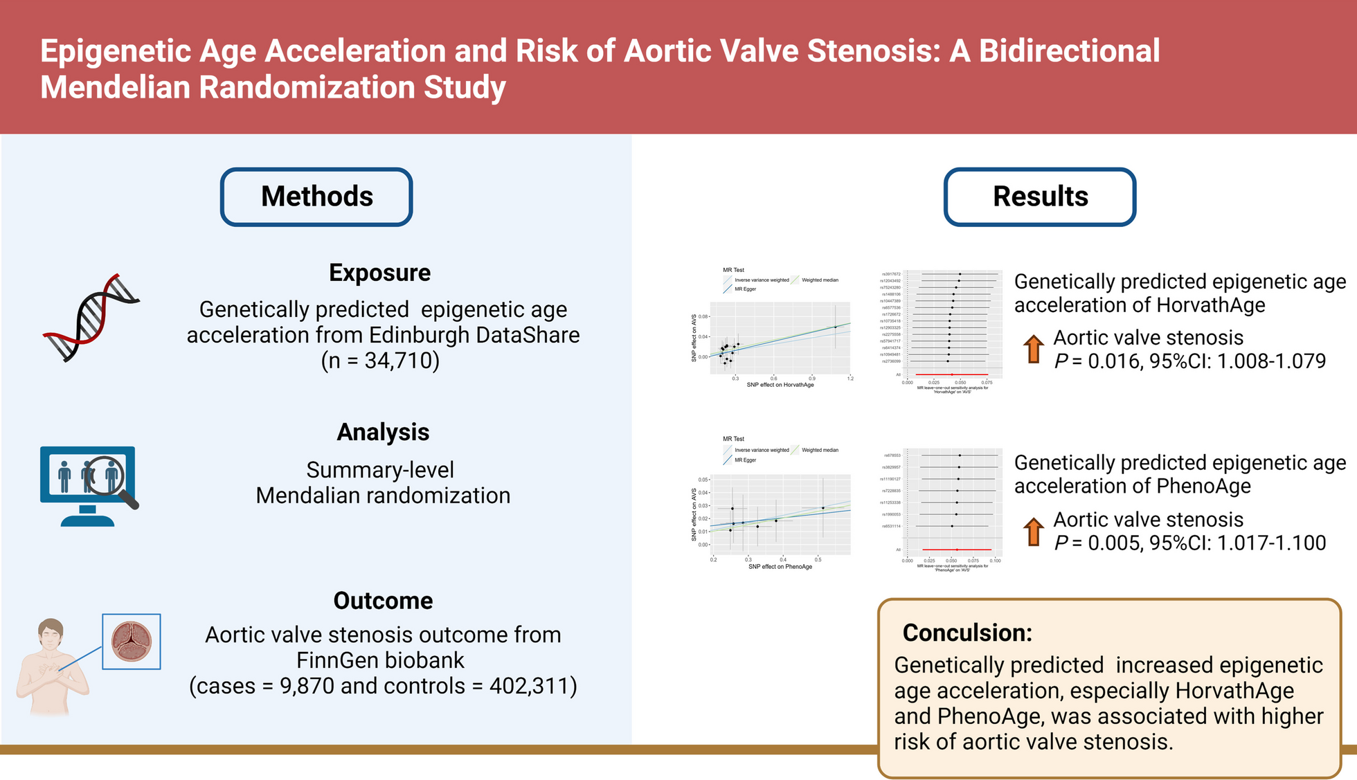 Epigenetic age acceleration and risk of aortic valve stenosis: a bidirectional Mendelian randomization study