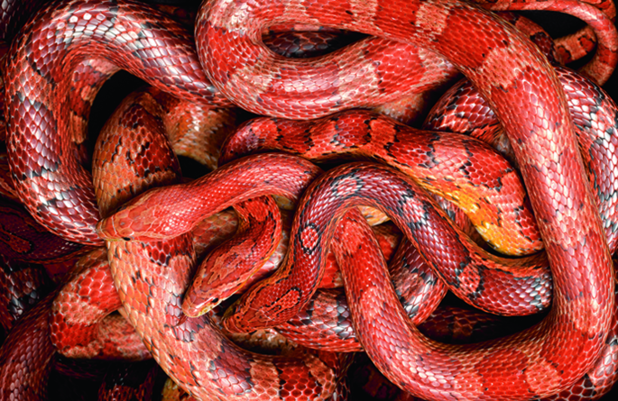 Competition between sites of meiotic recombination in snakes