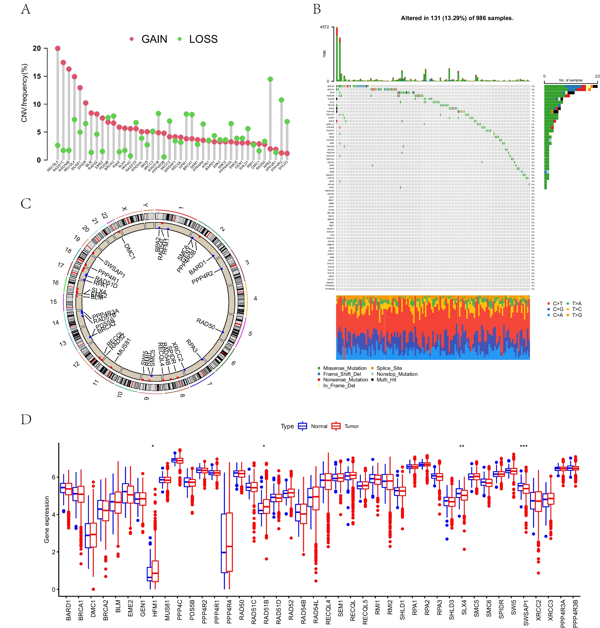Integrative analysis of homologous recombination repair patterns unveils prognostic signatures and immunotherapeutic insights in breast cancer