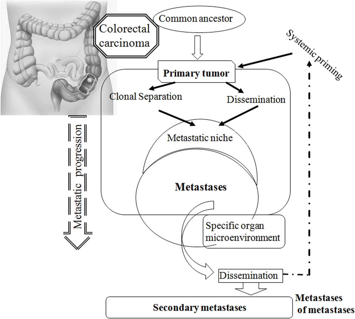 Molecular perspectives on systemic priming and concomitant immunity in colorectal carcinoma