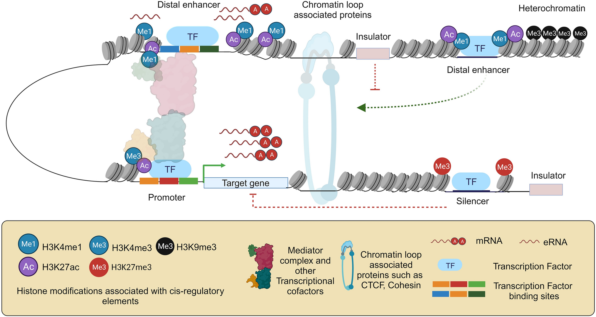 From sequence to consequence: Deciphering the complex cis-regulatory landscape