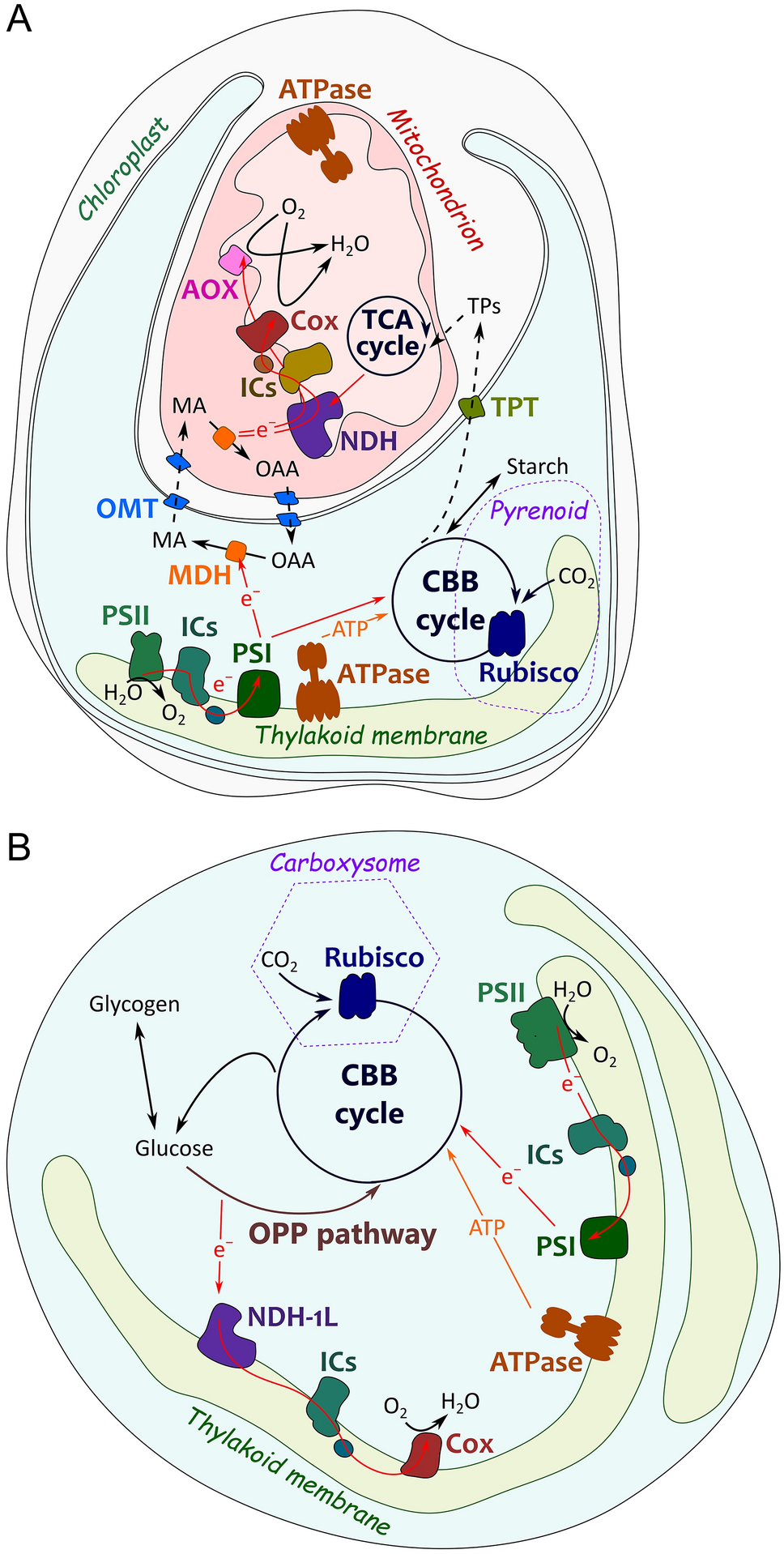 Crosstalk between photosynthesis and respiration in microbes