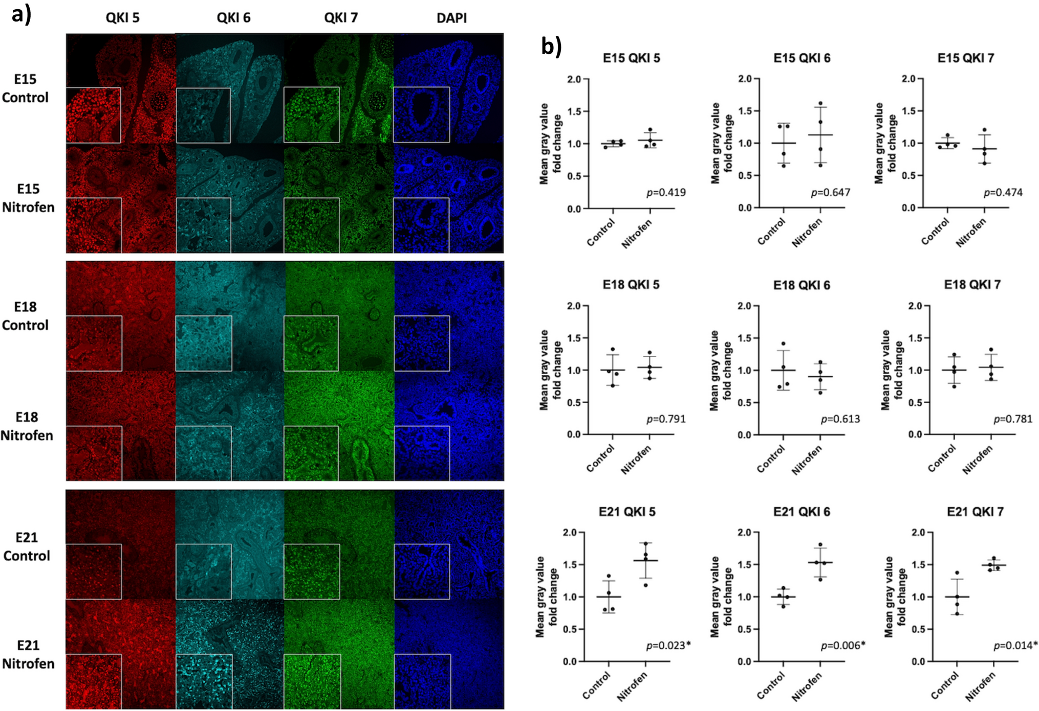 The RNA-binding protein quaking is upregulated in nitrofen-induced congenital diaphragmatic hernia lungs at the end of gestation