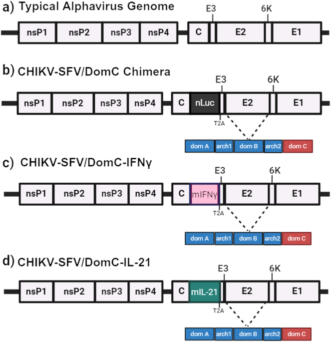 Enhanced attenuation of chikungunya vaccines expressing antiviral cytokines