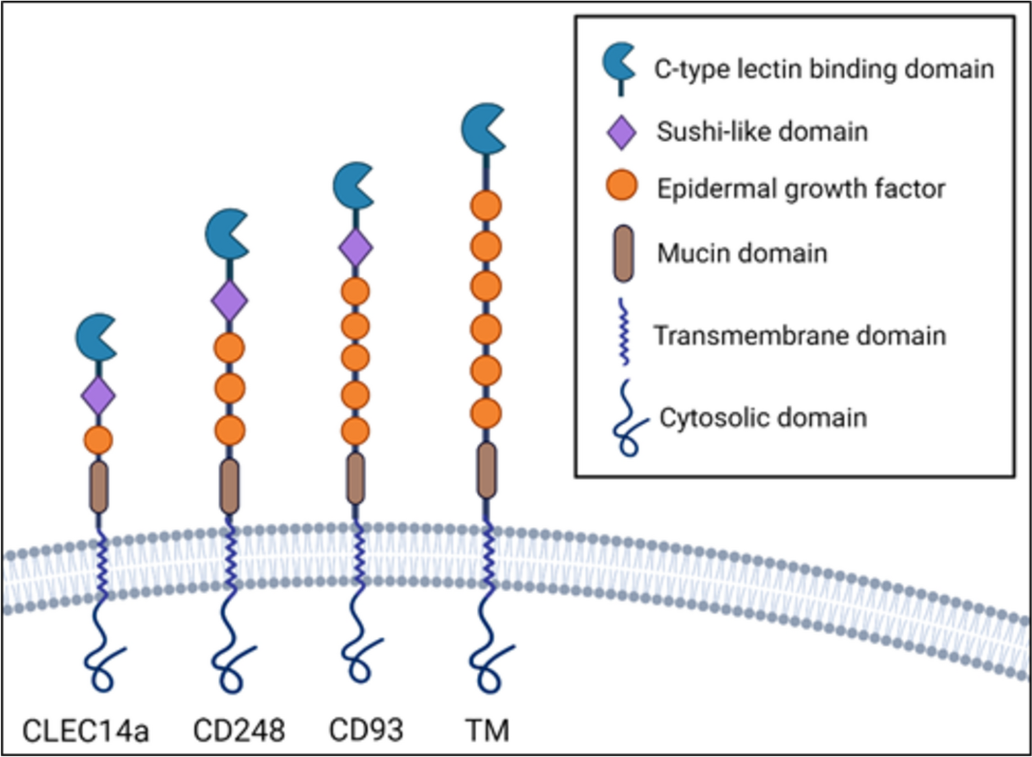 Group XIV C-type lectins: emerging targets in tumor angiogenesis