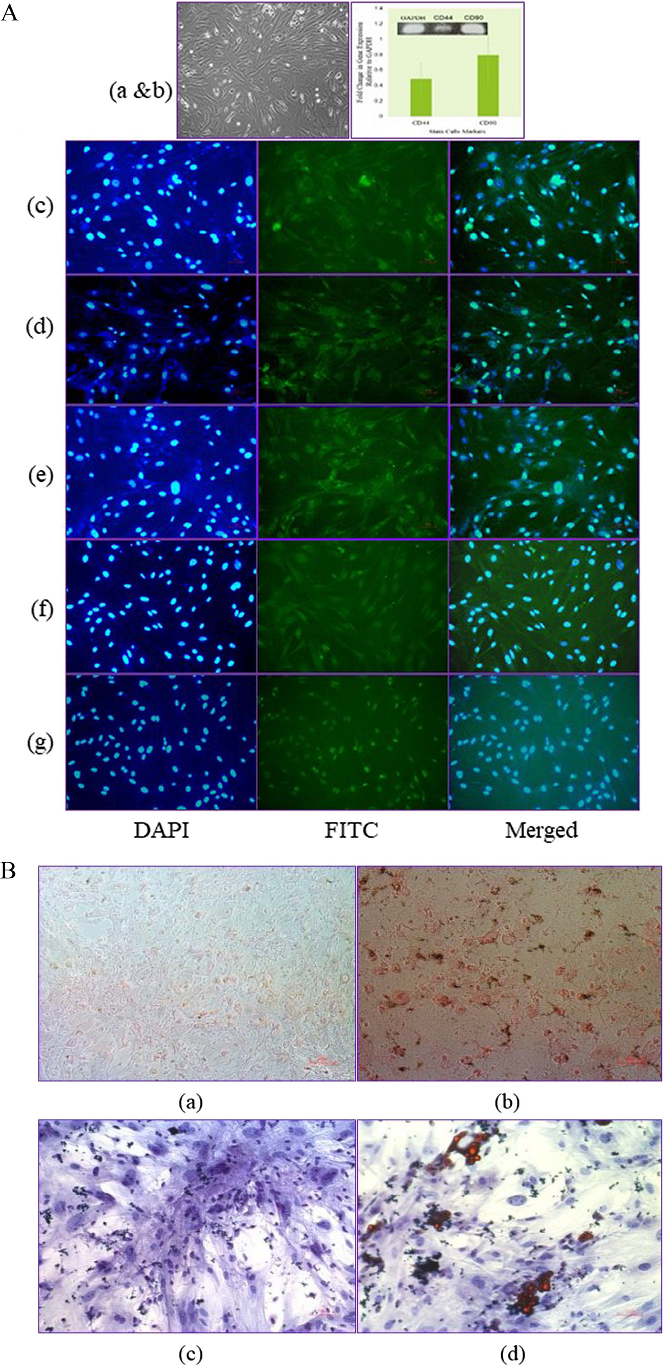 Bioengineering Renal Epithelial-Like Cells from Mesenchymal Stem Cells by Combinations of Growth Factors and Small Molecules