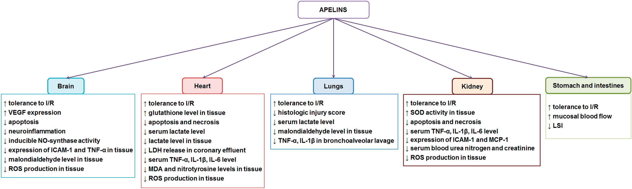 Apelin is Peptide Increasing Tolerance of Organs and Cells to Hypoxia and Reoxygenation. The Signaling Mechanism