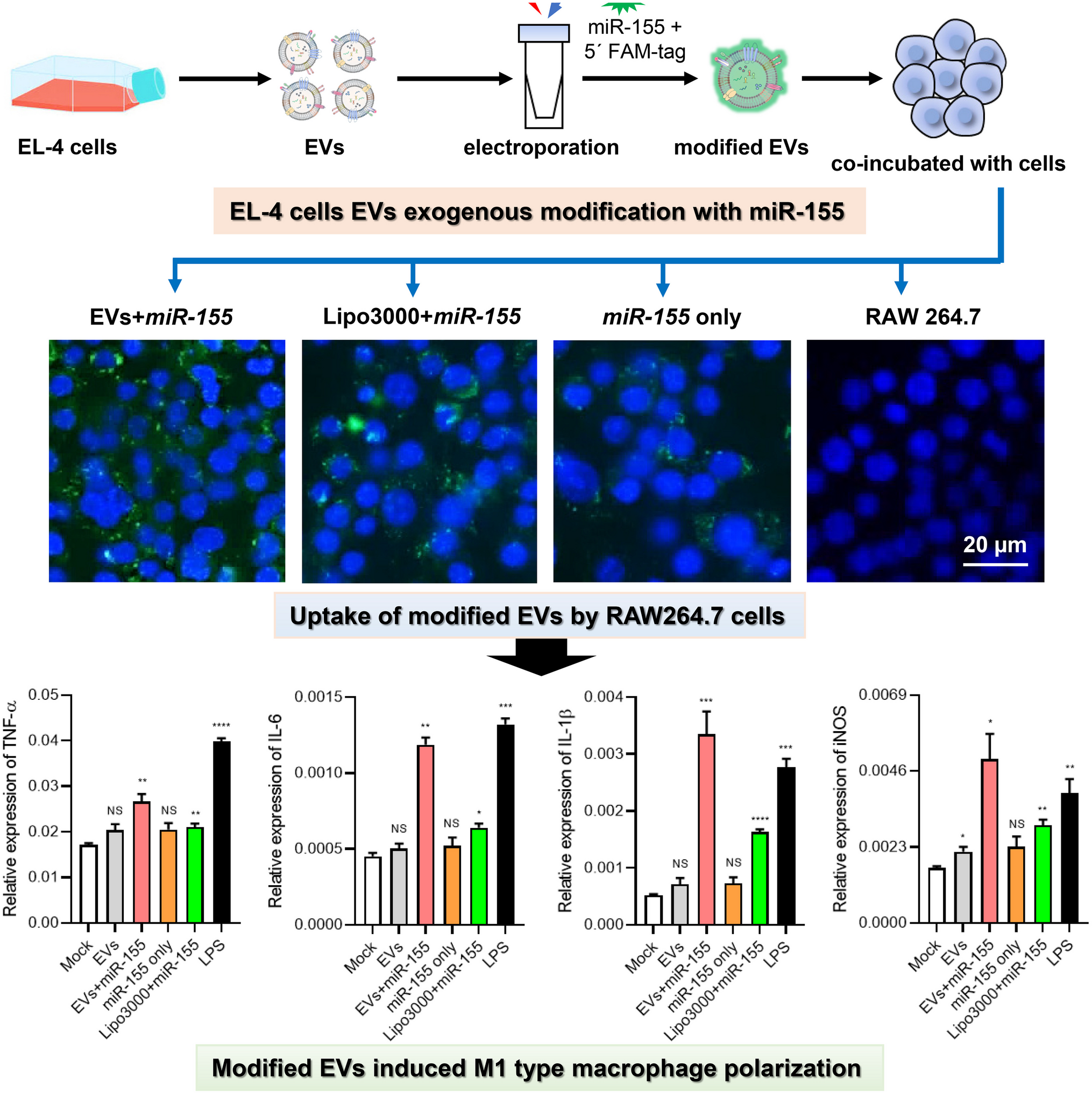 Exogenous modification of EL-4 T cell extracellular vesicles with miR-155 induce macrophage into M1-type polarization