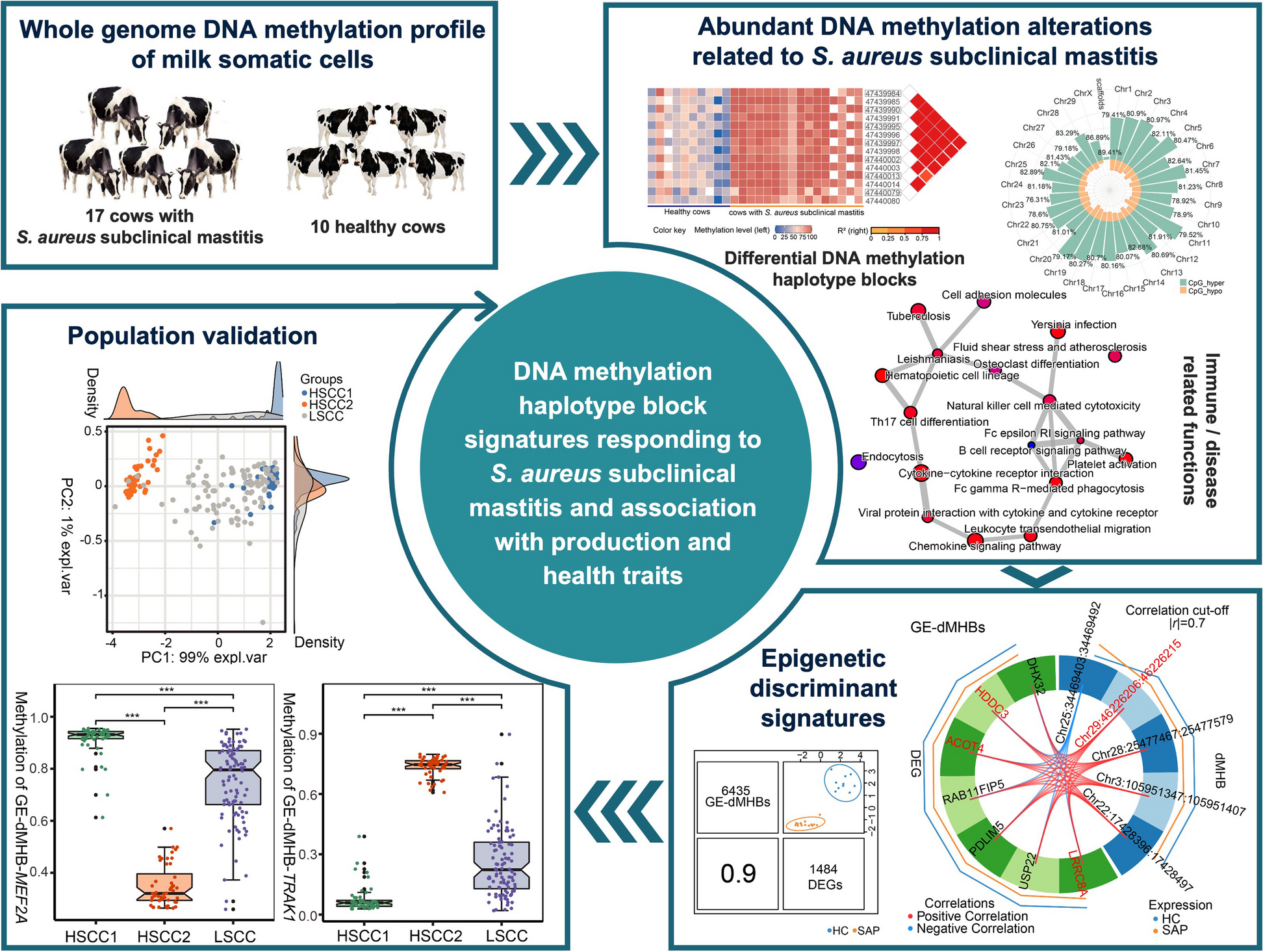 DNA methylation haplotype block signatures responding to Staphylococcus aureus subclinical mastitis and association with production and health traits