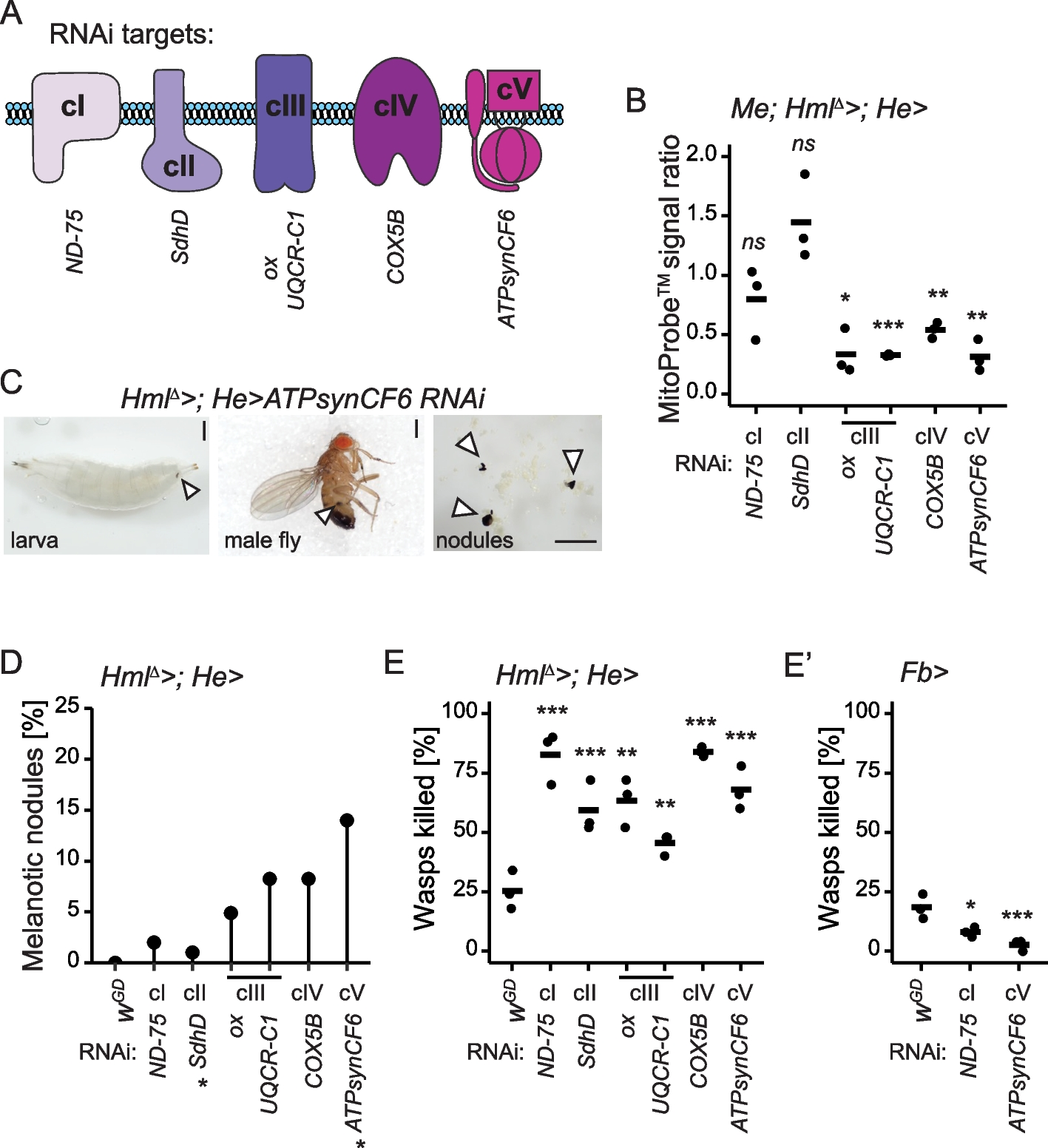 Mitochondrial perturbation in immune cells enhances cell-mediated innate immunity in Drosophila
