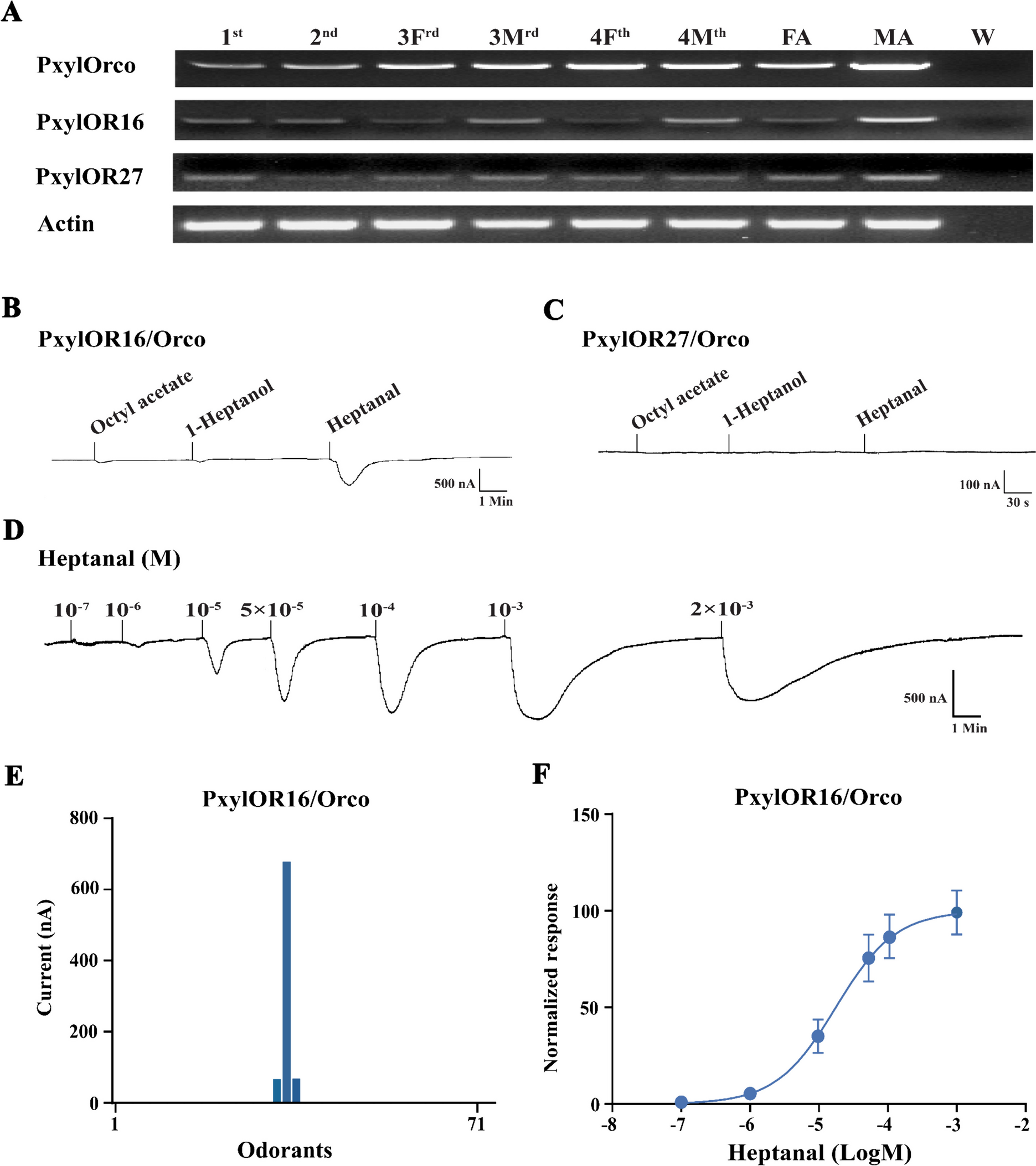 An odorant receptor mediates the avoidance of Plutella xylostella against parasitoid