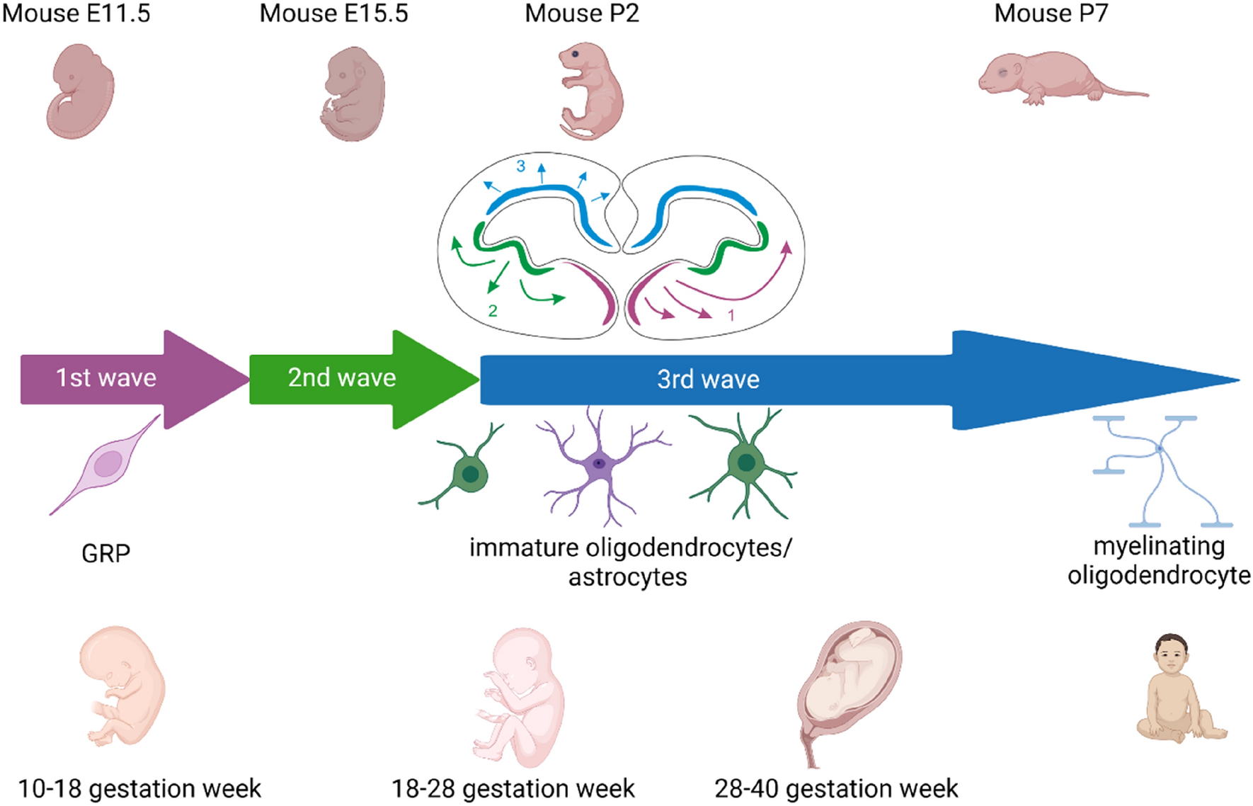 Glial-restricted progenitor cells: a cure for diseased brain?