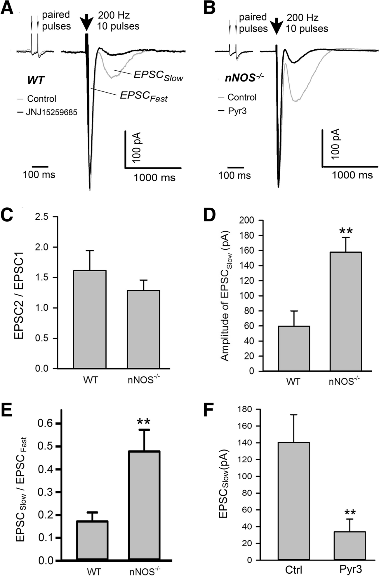 Neuronal Nitric Oxide Synthase Regulates Cerebellar Parallel Fiber Slow EPSC in Purkinje Neurons by Modulating STIM1-Gated TRPC3-Containing Channels