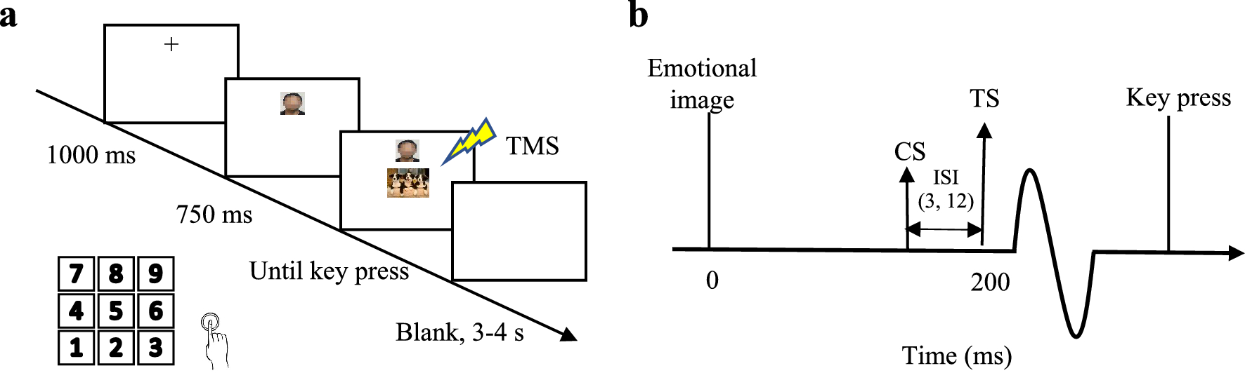 Modulation of intracortical circuits in primary motor cortex during automatic action tendencies