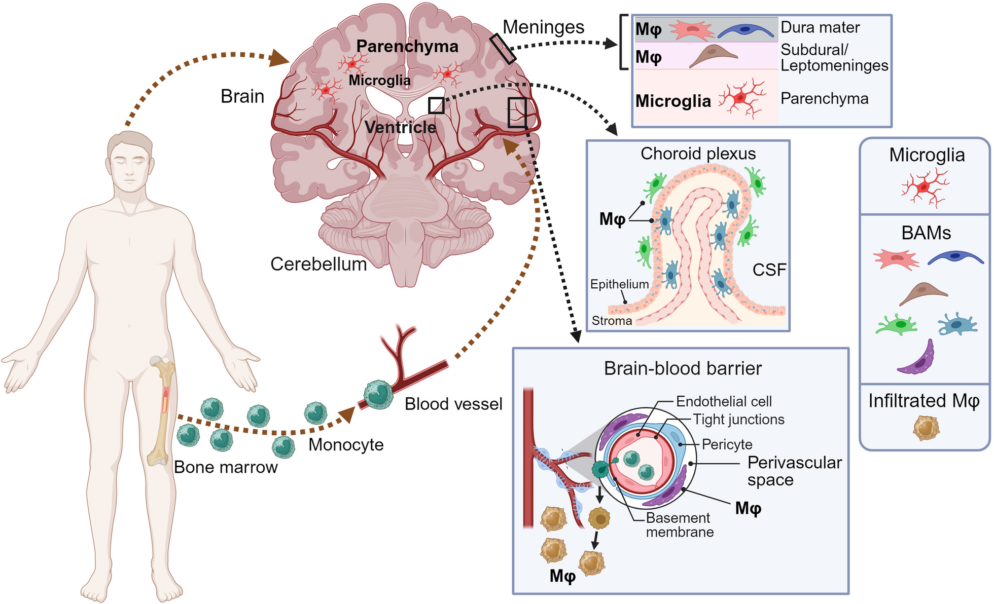 Border-associated macrophages in the central nervous system