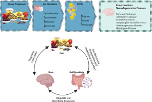 Dietary polyphenols represent a phytotherapeutic alternative for gut dysbiosis associated neurodegeneration: A Systematic review