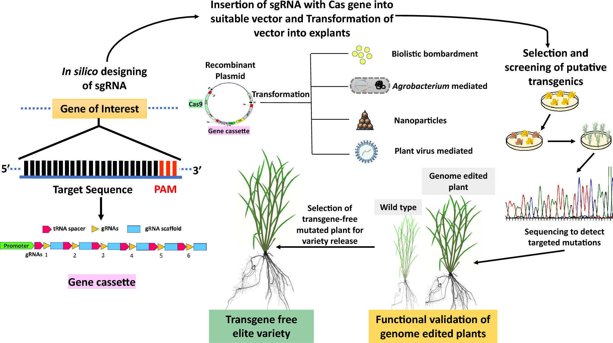 Strategies to utilize genome editing for increasing nitrogen use efficiency in crops