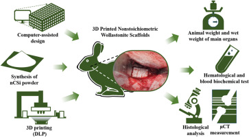 Appreciable biosafety, biocompatibility and osteogenic capability of 3D printed nonstoichiometric wollastonite scaffolds favorable for clinical translation