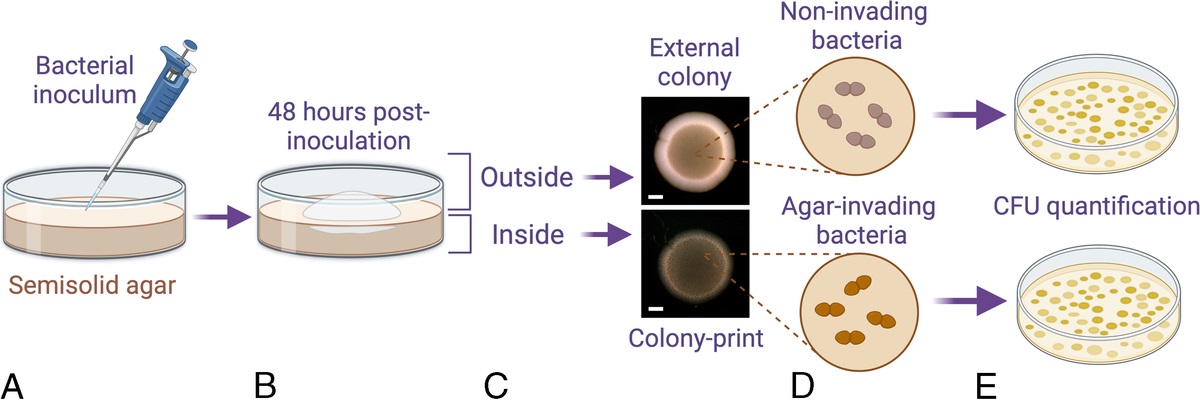 Uncovering Surface Penetration by Enterococci From Urinary Tract Infection Patients