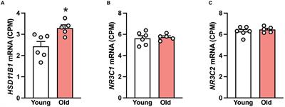 Age-related increase in the expression of 11β-hydroxysteroid dehydrogenase type 1 in the hippocampus of male rhesus macaques