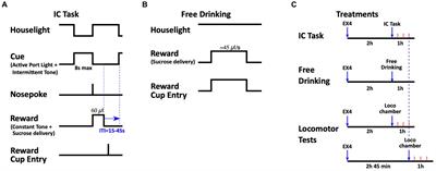 Synthetic exendin-4 disrupts responding to reward predictive incentive cues in male rats