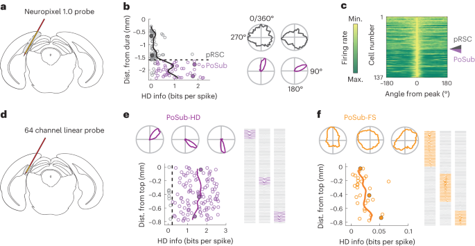 Local origin of excitatory–inhibitory tuning equivalence in a cortical network