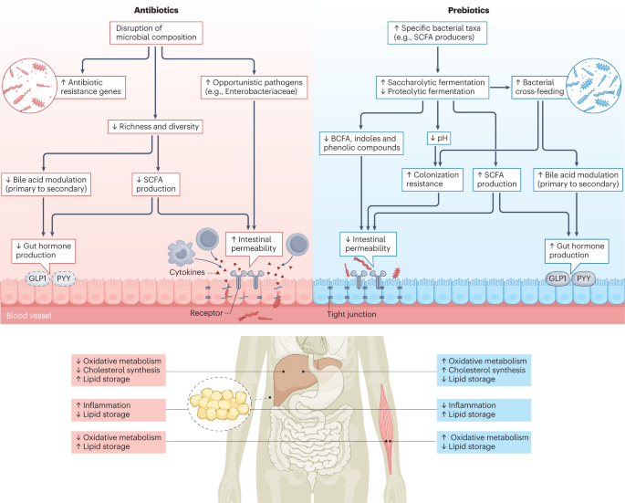 The individual response to antibiotics and diet — insights into gut microbial resilience and host metabolism