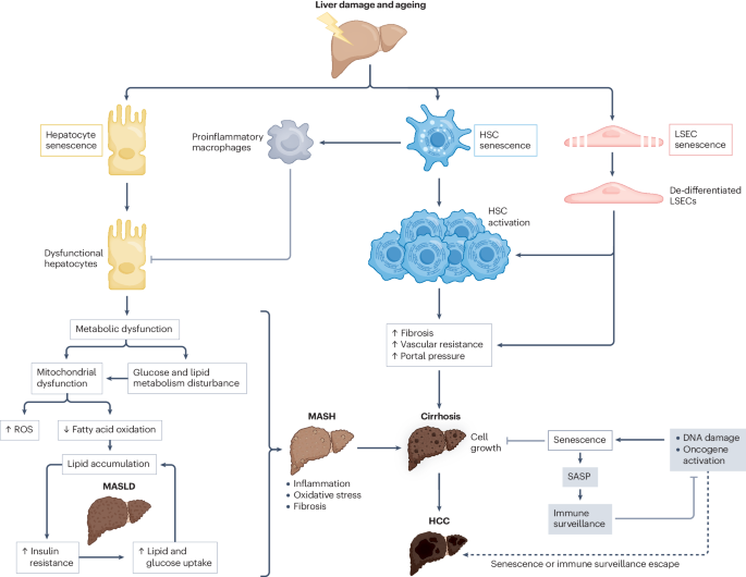 Cell senescence in liver diseases: pathological mechanism and theranostic opportunity