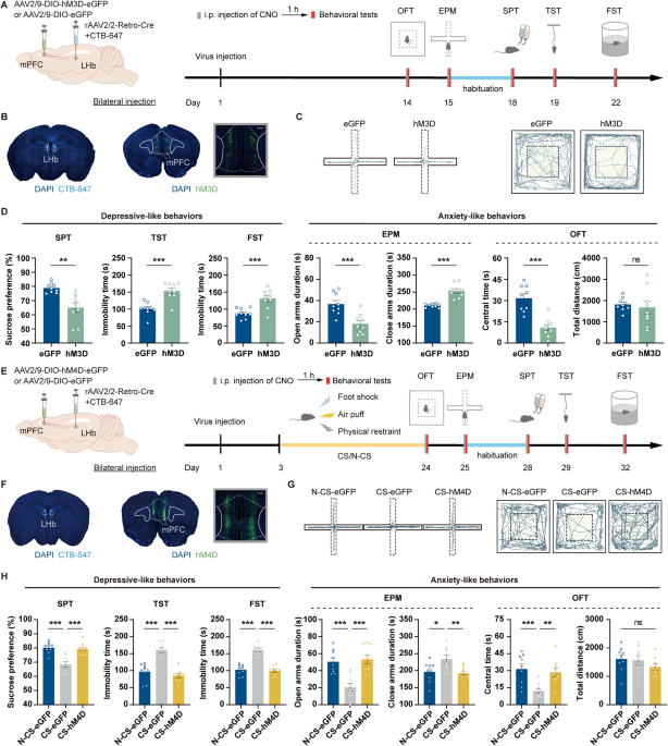 Elevated dorsal medial prefrontal cortex to lateral habenula pathway activity mediates chronic stress-induced depressive and anxiety-like behaviors