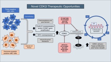 Cyclin-dependent kinase 2 (CDK2) inhibitors and others novel CDK inhibitors (CDKi) in breast cancer: clinical trials, current impact, and future directions